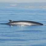 Tenemos un secreto: ¡Hay ballenas en la costa de Sitges y Vilanova!