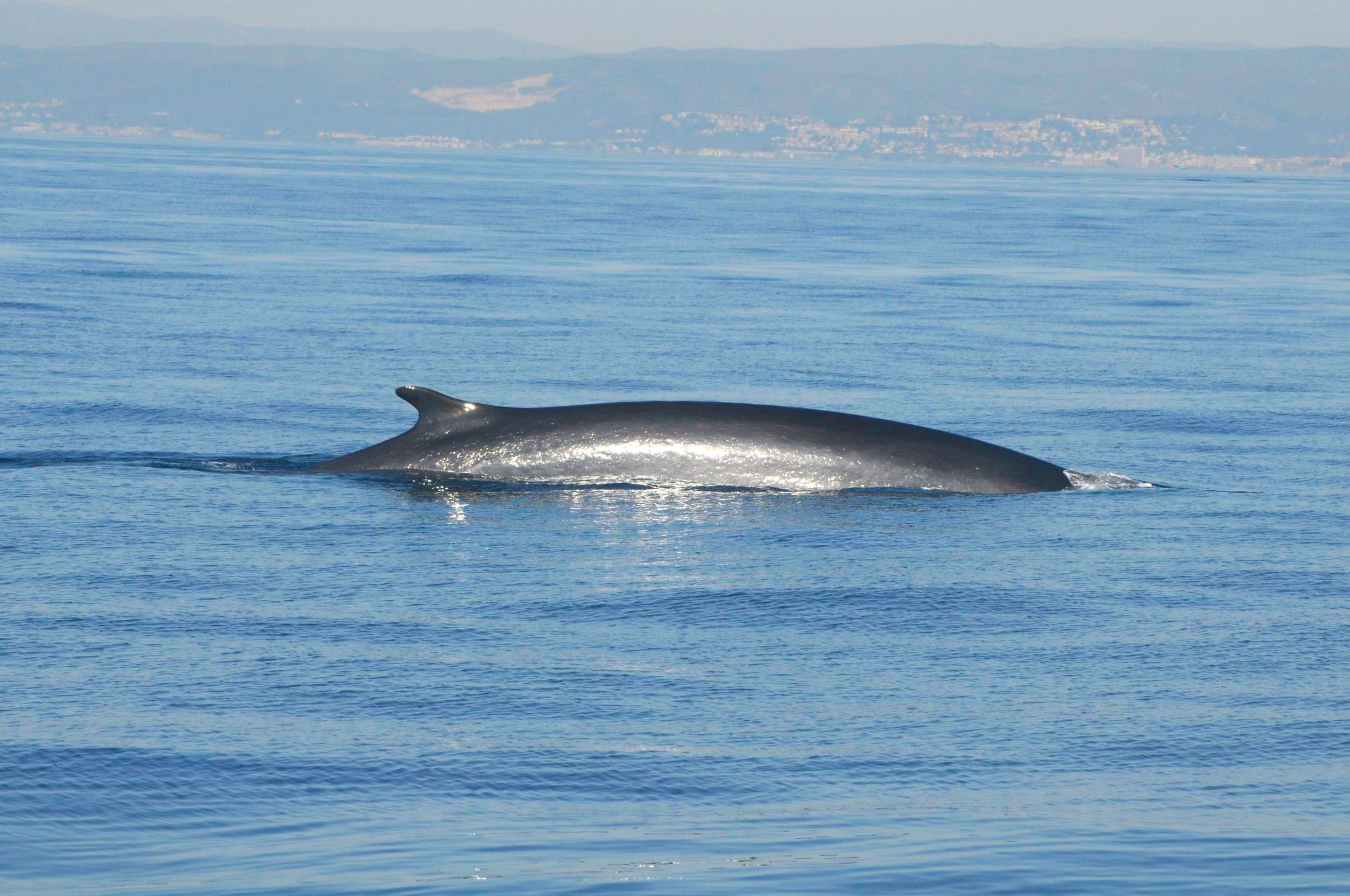 Tenemos un secreto: ¡Hay ballenas en la costa de Sitges y Vilanova!