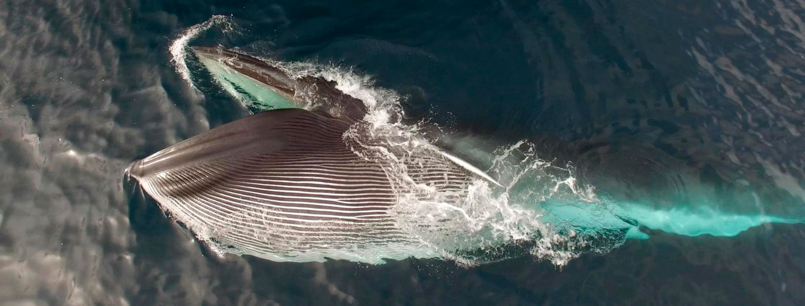 Tenemos un secreto: ¡Hay ballenas en la costa de Sitges y Vilanova!