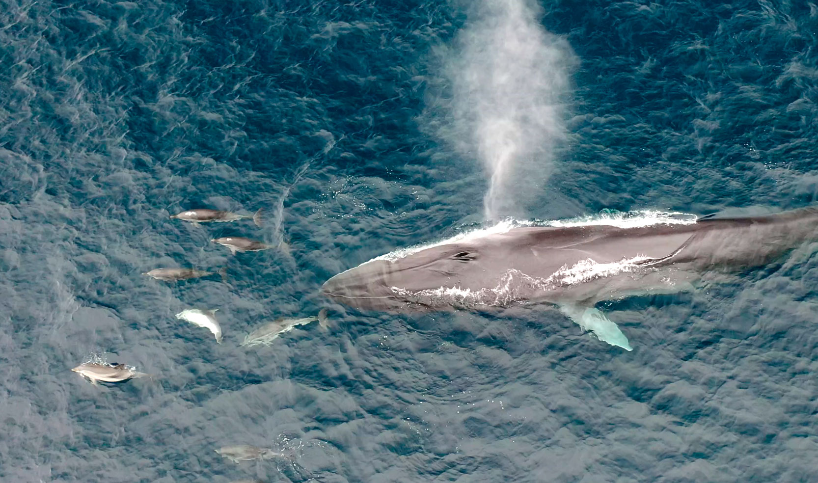 Tenemos un secreto: ¡Hay ballenas en la costa de Sitges y Vilanova!